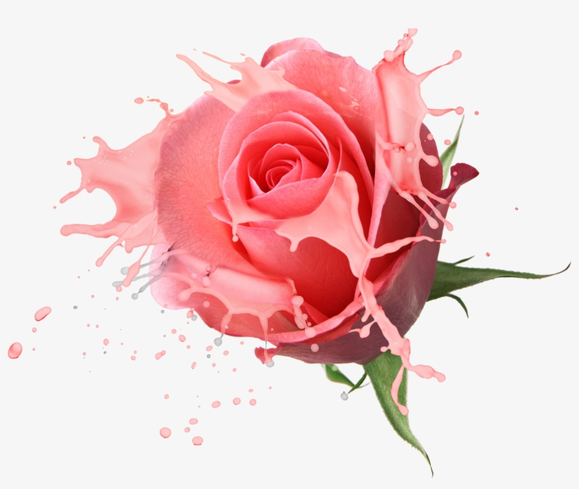 Flower Bouquet Rose Drawing - Rose Psd, transparent png #620954