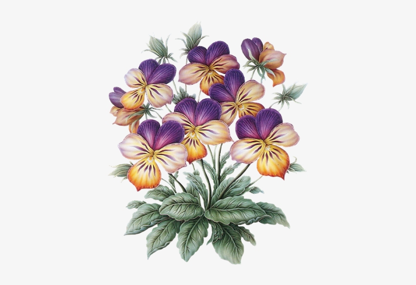 Tubes Divers Más - Flower, transparent png #621500