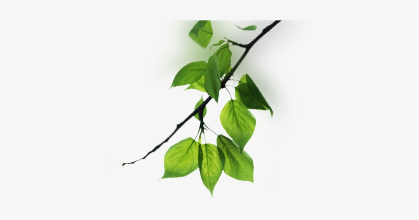 Tree Branches Png - Branch, transparent png #621526