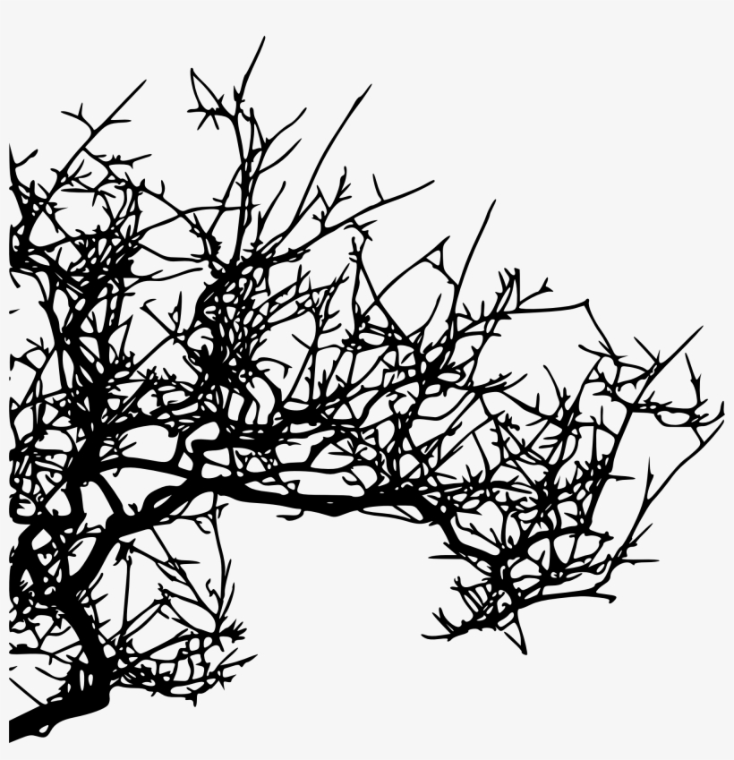 Tree Branches Png For Kids - Branch, transparent png #621558