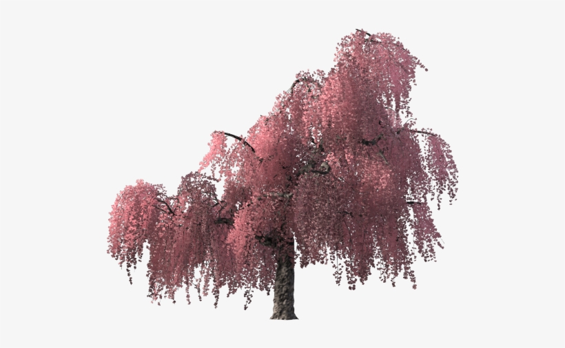 Black Gum, transparent png #623056