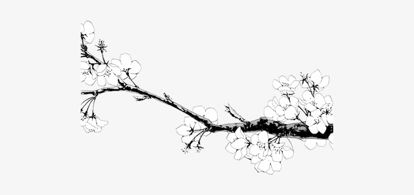 Drawn Cherry Blossom Transparent - Lan Wang Ji X Wei Wuxian, transparent png #623082