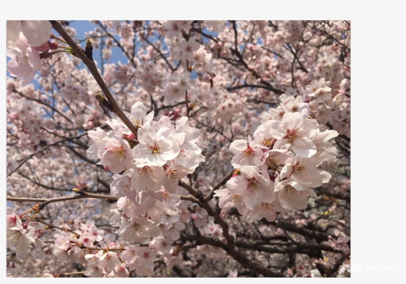 Cherry Blossom - Free Transparent PNG Download - PNGkey