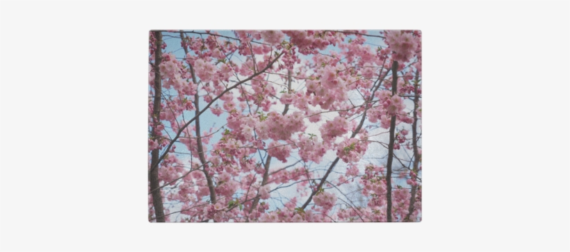 Cherry Blossom Tree Glass Cutting Board - Asian Tree Pink Flowers, transparent png #623295