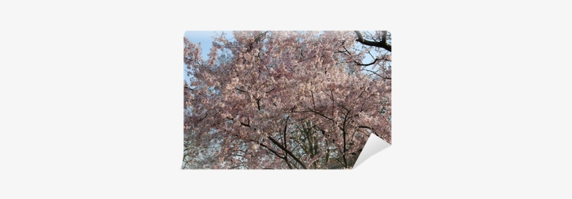 Oak, transparent png #623321