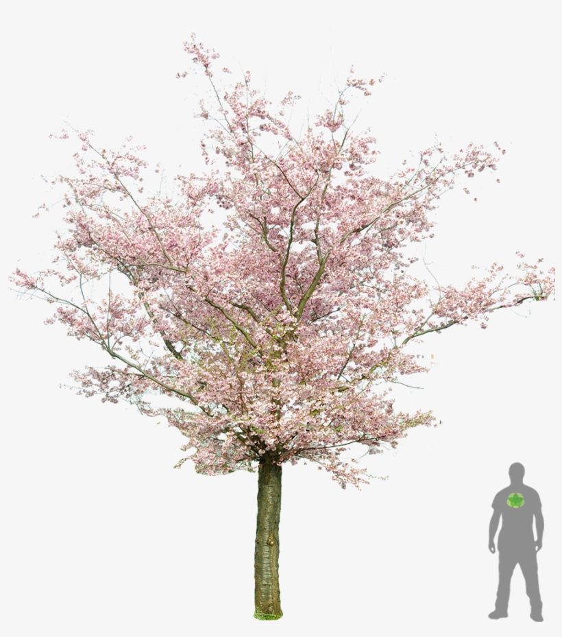 Tree Flower - Prunus Png, transparent png #623473