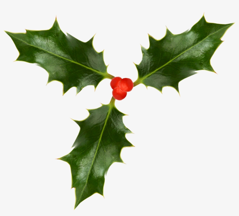 Transparent Holly Real Svg Black And White - Holly Leaf Transparent Background, transparent png #625012