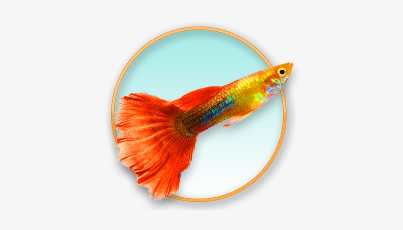 Sockeye Salmon, transparent png #625254