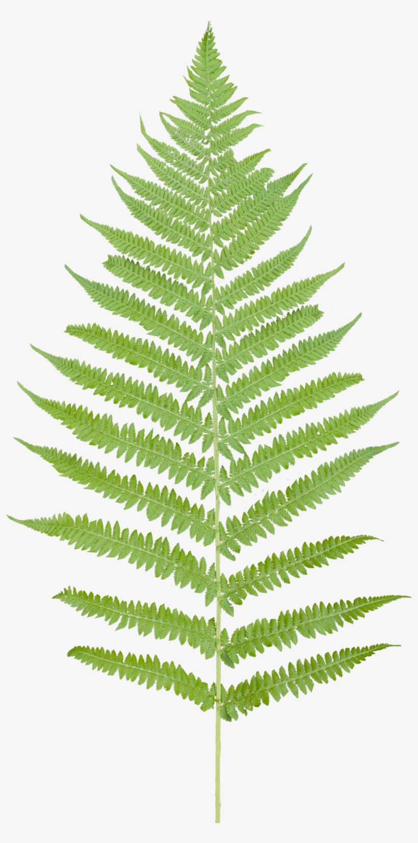 Vegetation Fern 08 - Fern Png, transparent png #625447