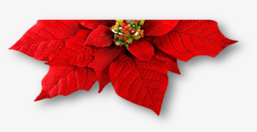 Picture1 - Christmas Day, transparent png #625695