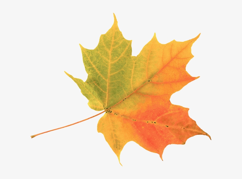 Gold-leaf - Autumn Leaf, transparent png #625949