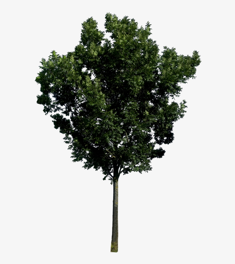 Tree Png Image, Free Download, Picture - Trees In Elevation Png, transparent png #626632