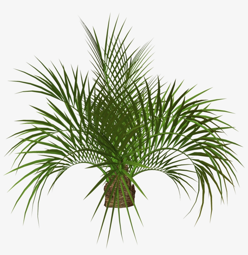 Palm Tree Plan Png - Transparent Palm Png, transparent png #626836