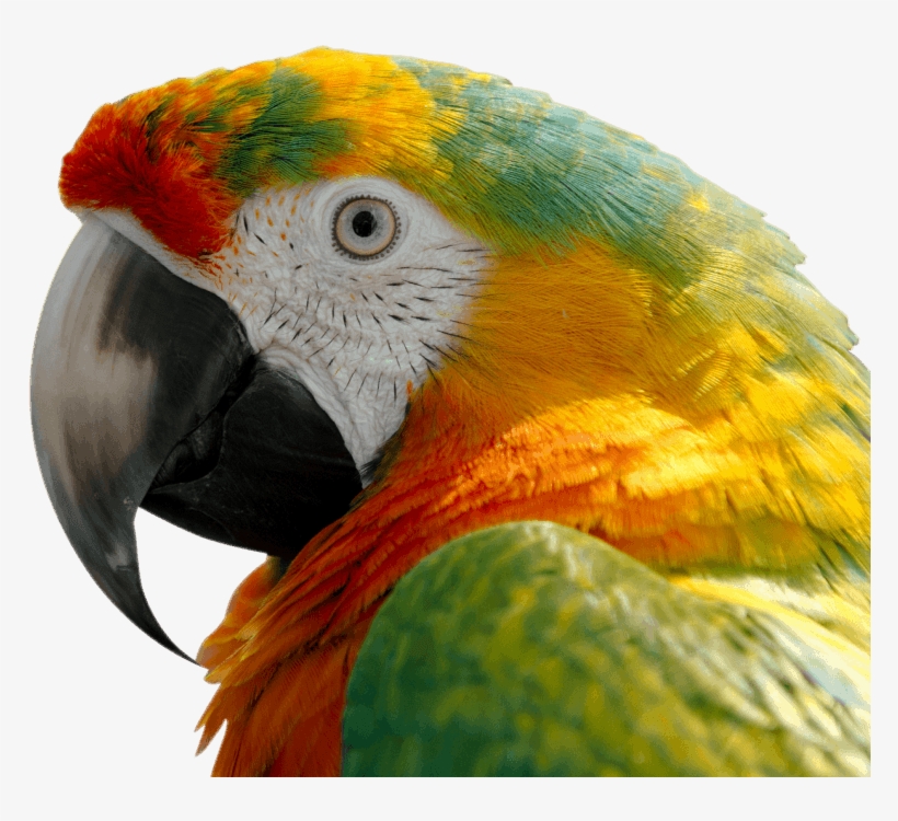 Free Png Macaw Png Images Transparent - Macaw Scarlet, transparent png #627745