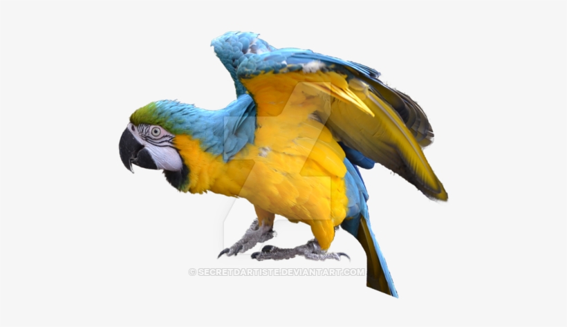 Macaw Png Image - Blue And Yellow Macaw Png, transparent png #627770