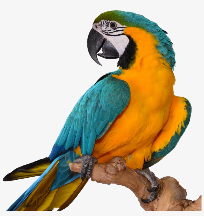 Macaw Transparent Image, transparent png #627836