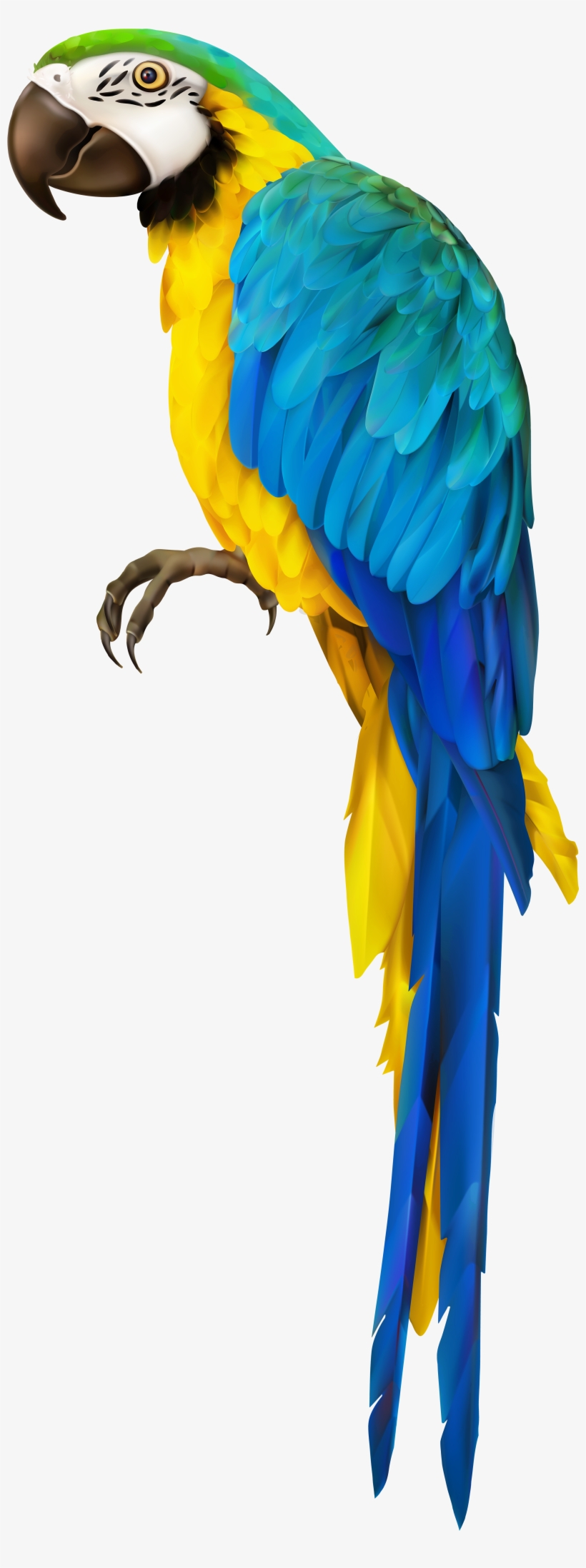 Parrot Transparent Clip Art Image - Parrot Transparent, transparent png #627880