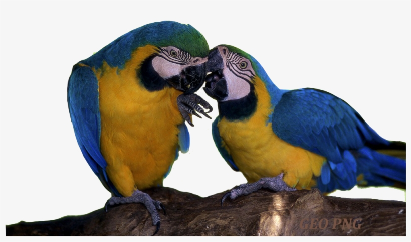 Macaw Parrot's Png Wallpapers, Macaw Parrot's Images, - Bird, transparent png #628131