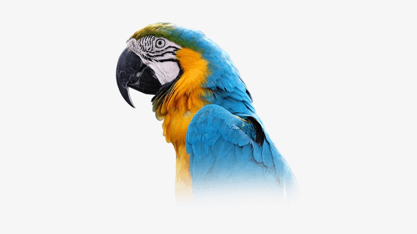 Macaw - Blue And Gold Macaw Png, transparent png #628152