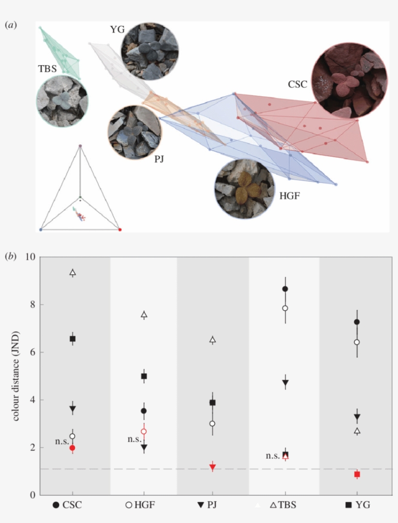Divergence In Cryptic Leaf Colour And Background Matching - Color, transparent png #628208
