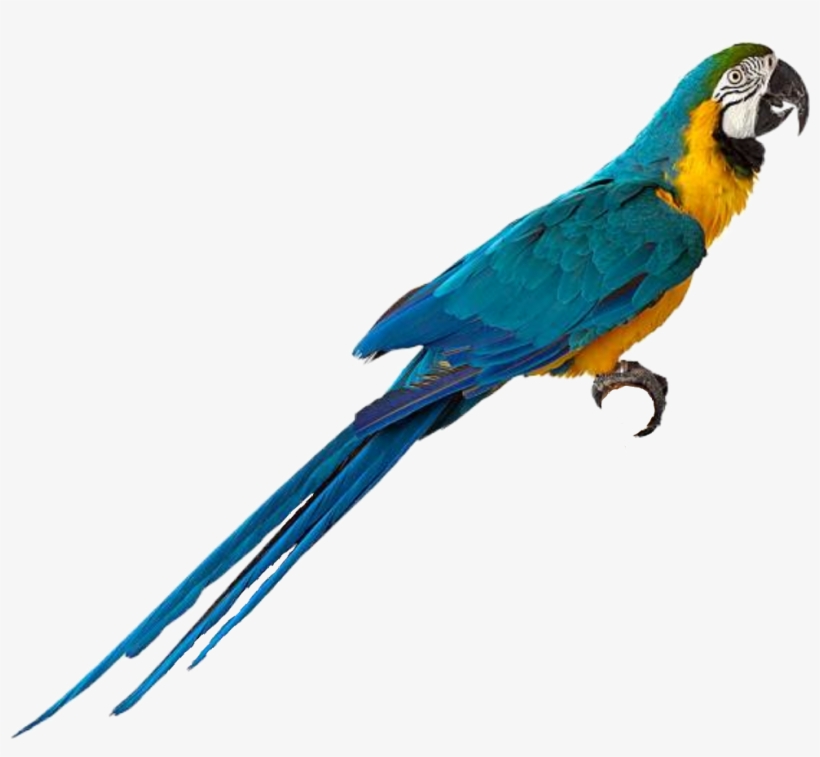 Macow Bird Png, transparent png #628368