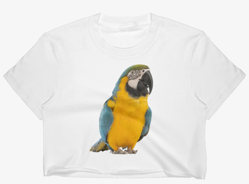 Macaw Print Women's Crop Top - Young Angels My First Picture Book Of Birds - English, transparent png #628601