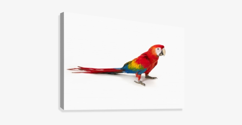A Scarlet Macaw Parrot On White Background Canvas Print - Scarlet Macaw, transparent png #628622