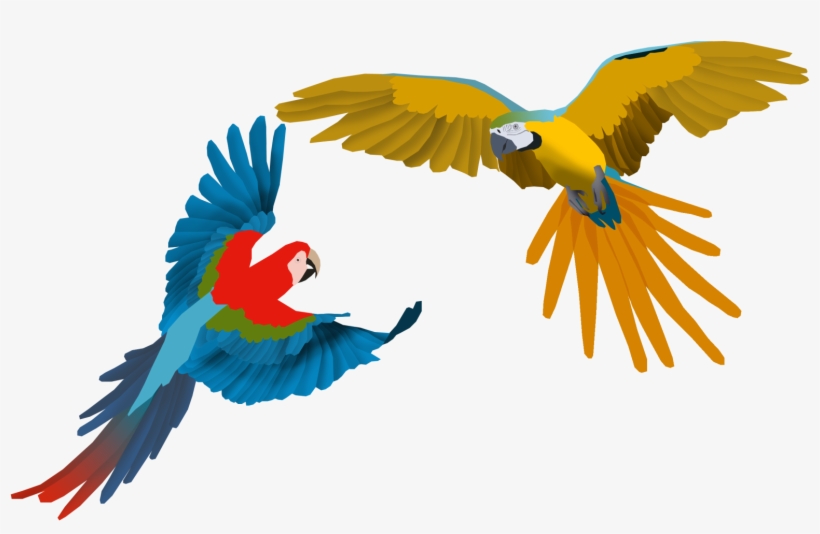 Images Of Macaw Drawing - Guacamayo Dibujo, transparent png #628649