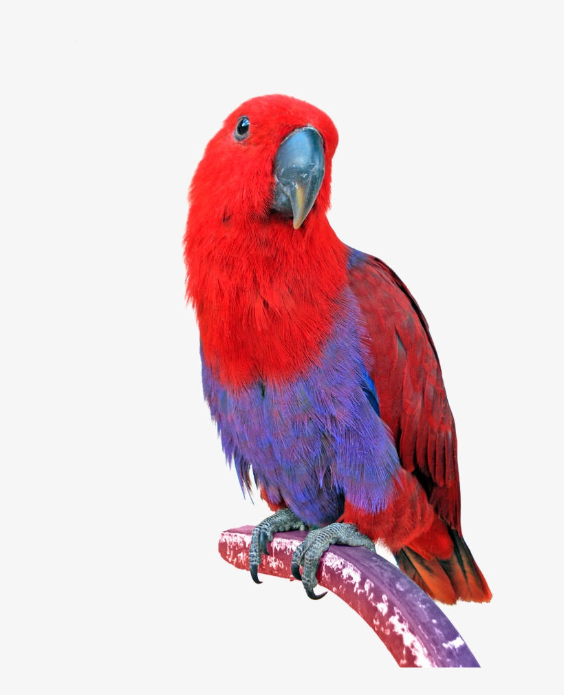 Png Image Information - Parrot, transparent png #628728