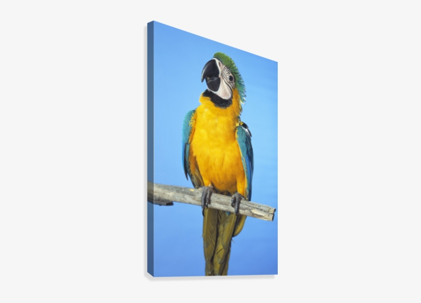 Blue And Gold Macaw Canvas Print - Canvas Print, transparent png #628774