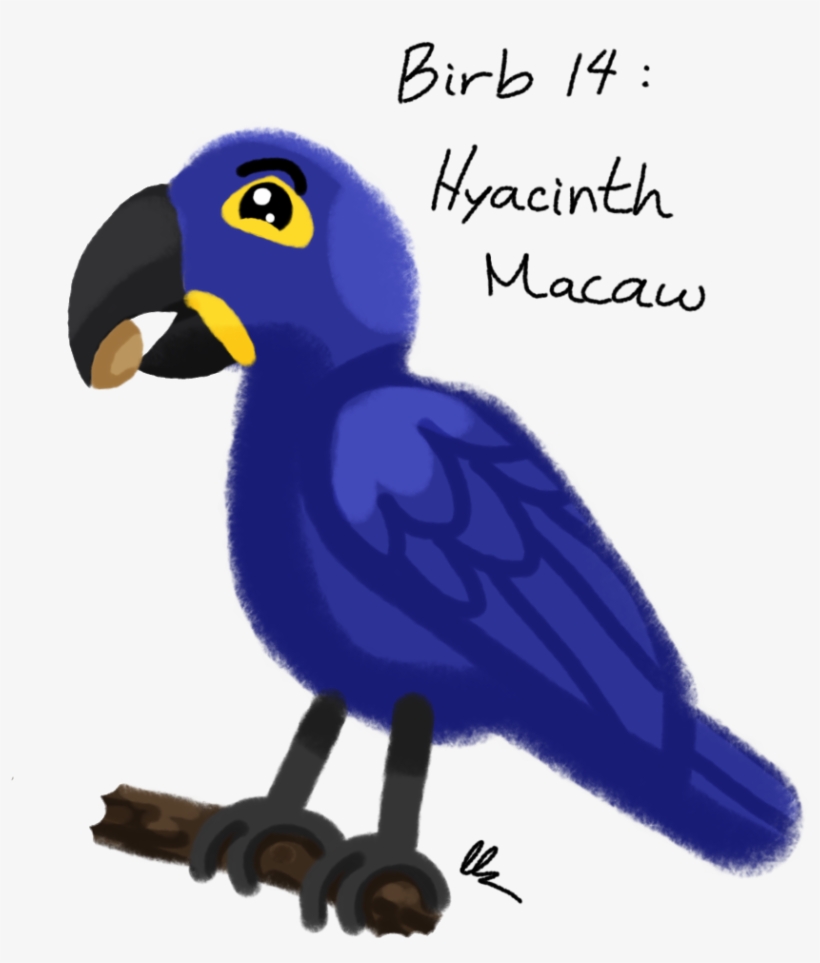 Hyacinth Macaw - Drawing, transparent png #628804