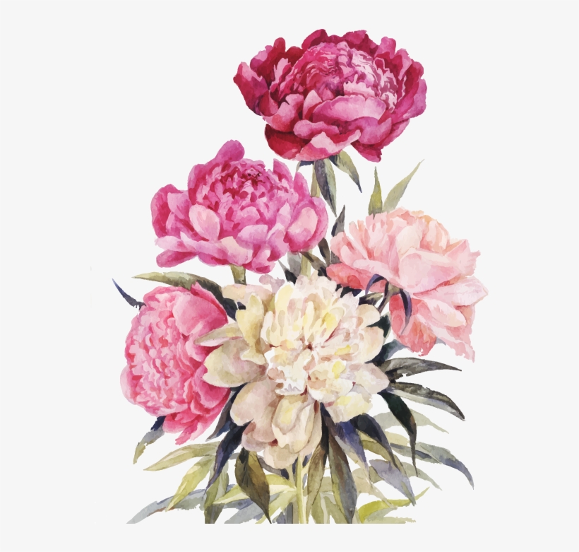 Bouquet Vector Watercolor - Free Vintage Peony Illustration, transparent png #628807