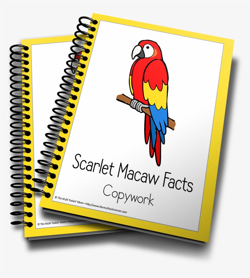 Scarlet Macaw - Income Tax School Certificate, transparent png #628876