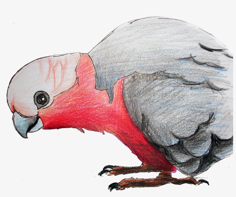 Birds And Botanicals, transparent png #628918