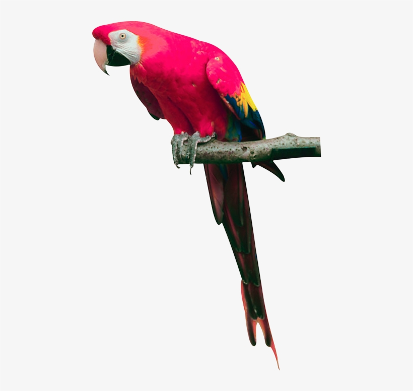 Pink Parrot Png Images, Free Download - Parrot Png, transparent png #629179