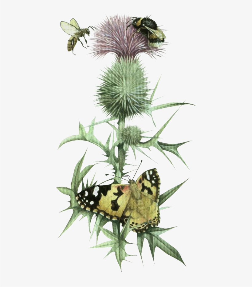 Artwork - Botanical Illustration, transparent png #629819