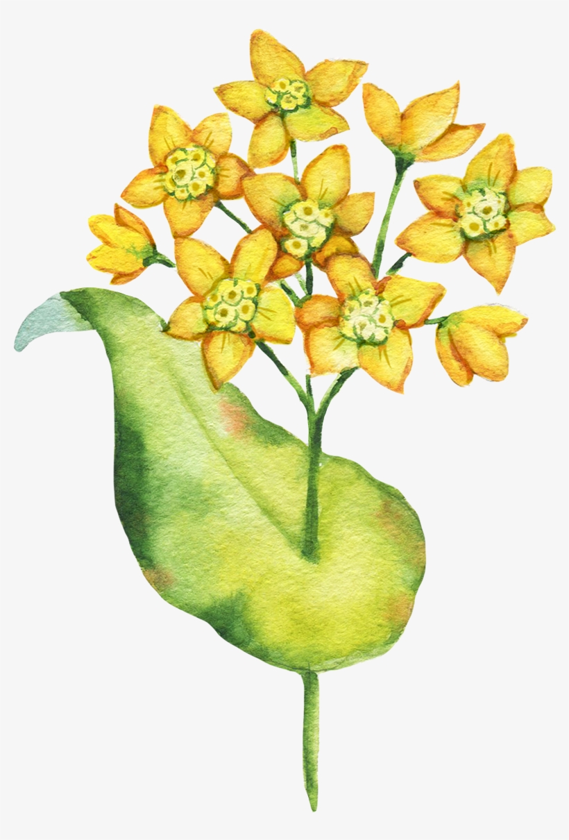 Bupleurum Root - Bouquet, transparent png #629876