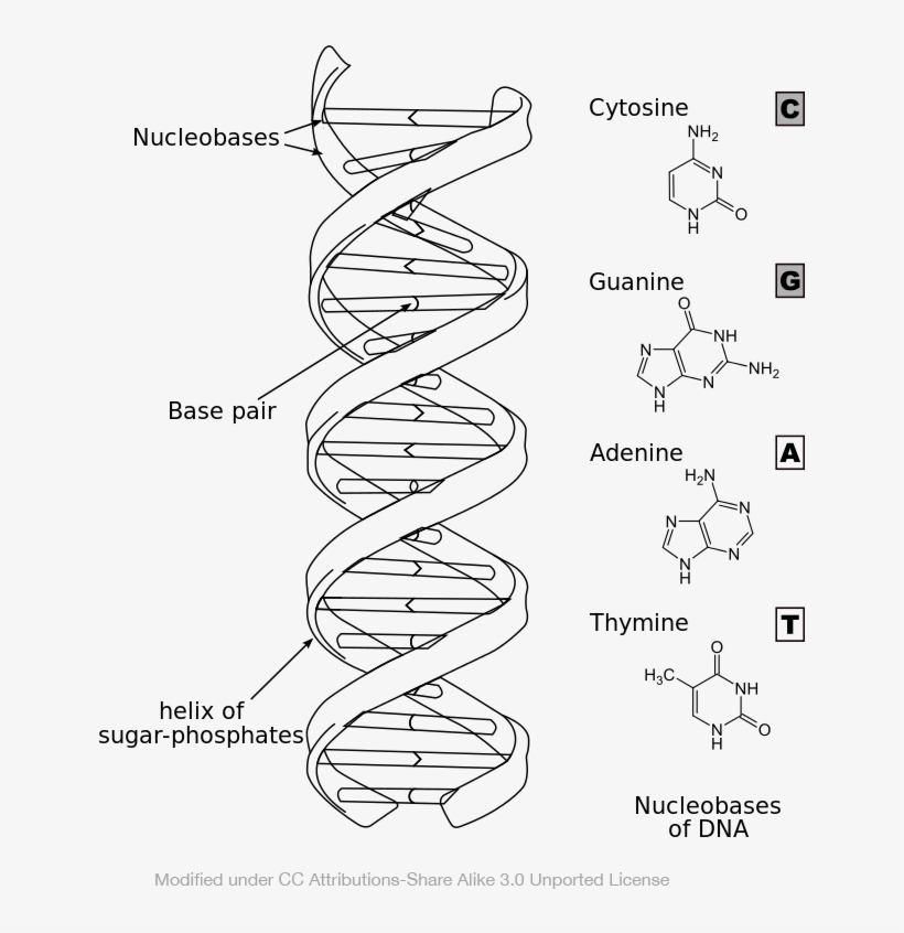 Dna Structure - Rna Drawing, transparent png #6200160