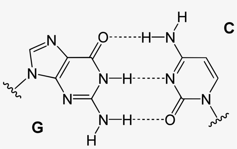 Base Pairs , Which Form Between Specific Nucleobases - Gc Base Pairing, transparent png #6200320