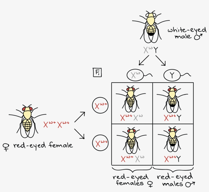 Punnett Square For Mating Of White-eyed Male - Thomas Hunt Morgan Fruit Fly Experiment, transparent png #6201922