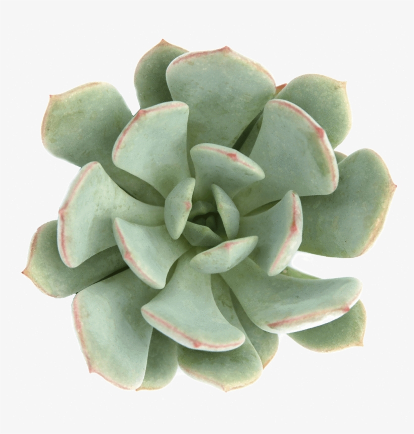 Graptoveria 'moonglow' - White Mexican Rose, transparent png #6203351
