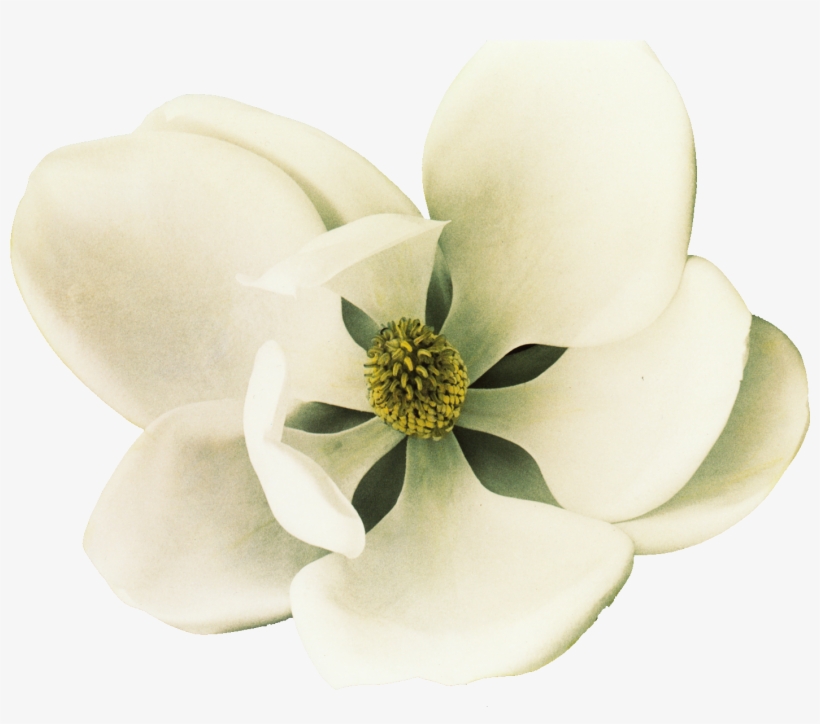 Clip Art Southern Magnolia Petal Flower - Art Print: Poinski's Southern Charmer I, 18x22in., transparent png #6203353