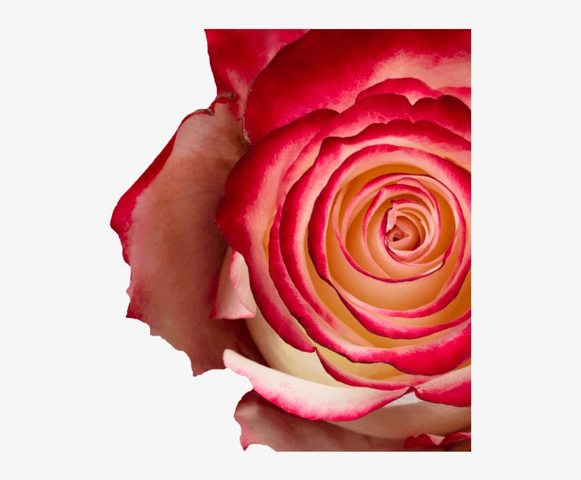 Sweetness, Bicolor White And Red - Garden Roses, transparent png #6203650