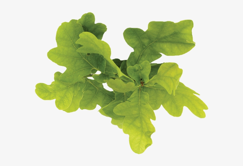 Leaf Vegetable, transparent png #6207556