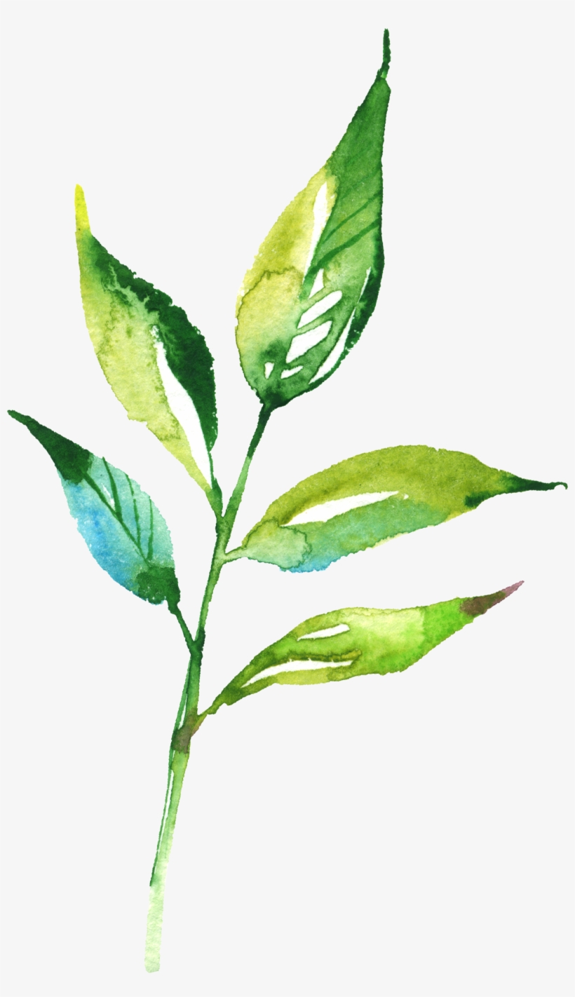 Watercolour - Flower, transparent png #6211257