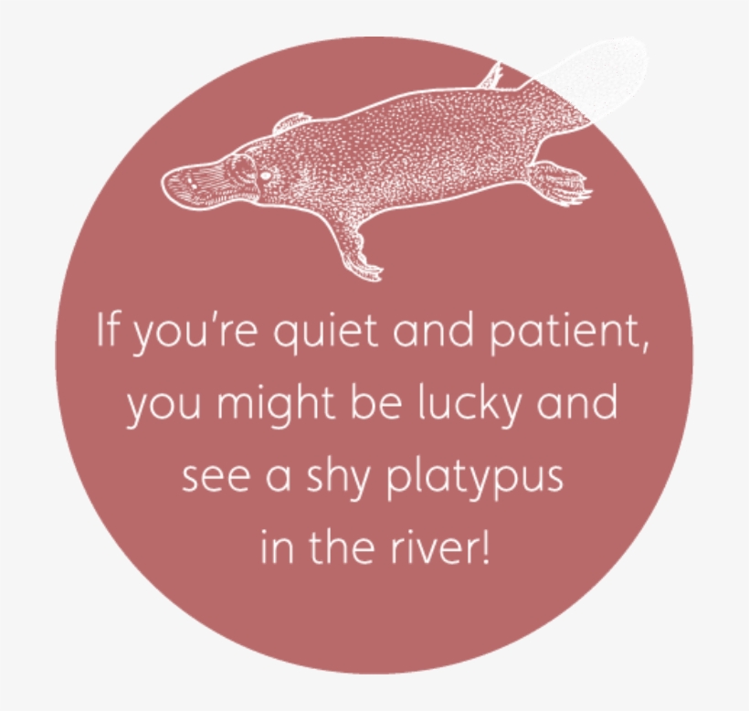 Platypus, transparent png #6212384
