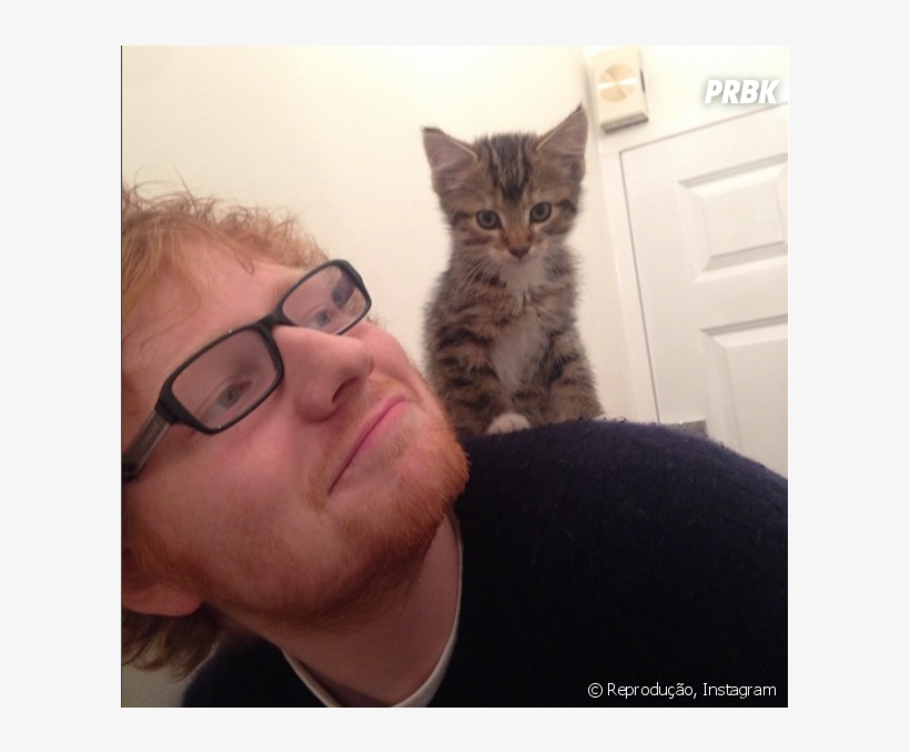 Ed Sheeran É Apaixonado Por Gatos E Vive Compartilhando - Ed Sheeran Love Cats, transparent png #6213504