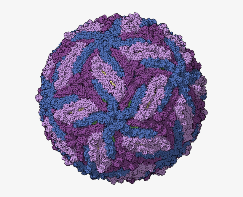 Computer-generated Model Of The Zika Virus Capsid - Zika Virus, transparent png #6214712