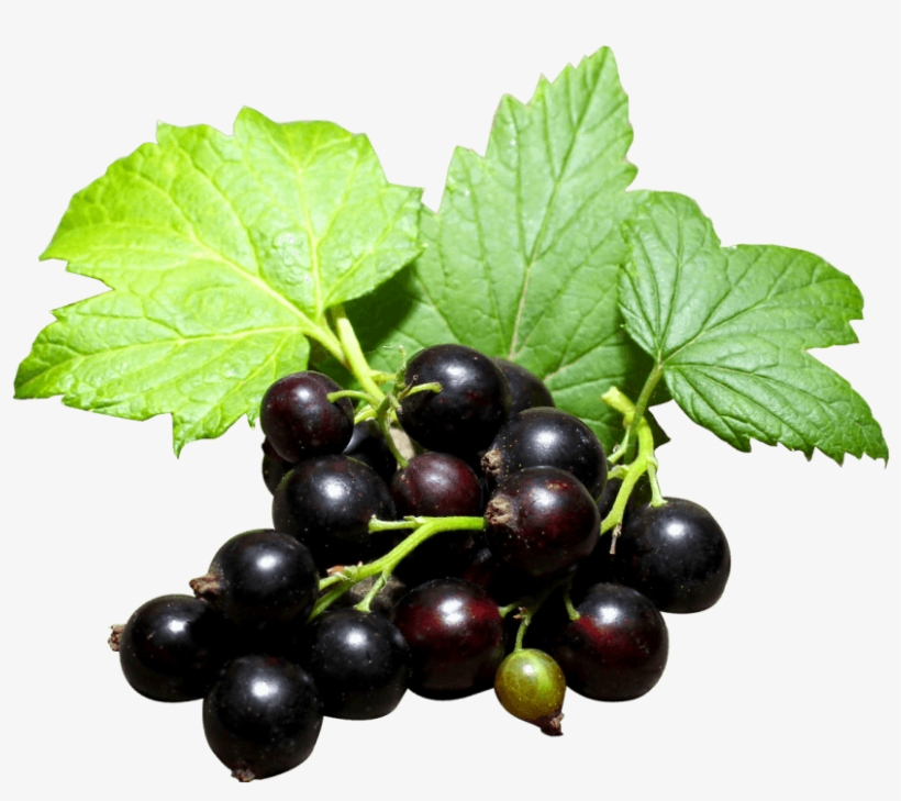 Free Png Black Currant Png Images Transparent - Grow Blackcurrants, transparent png #6219241
