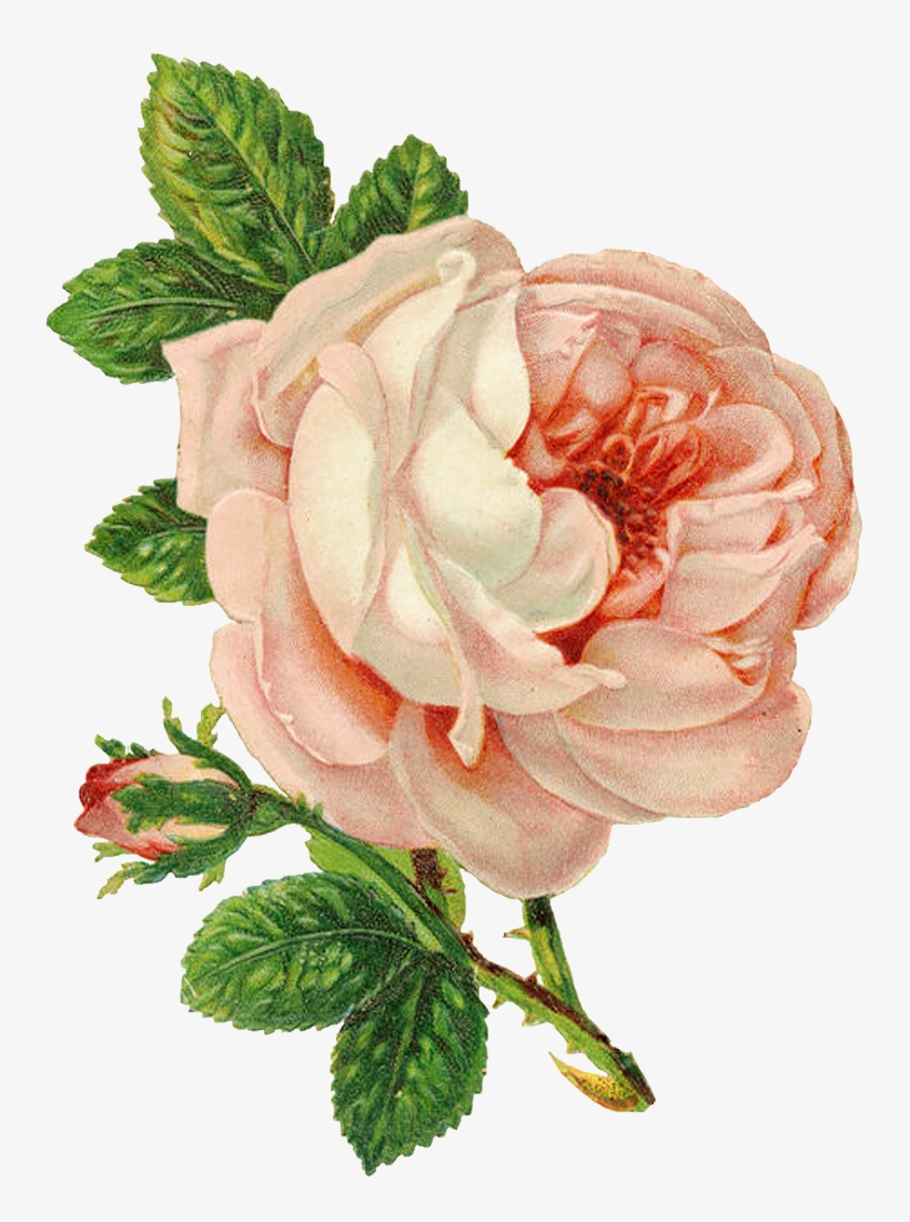 "the Rose Speaks Of Love Silently, In A Language Known, transparent png #6219247